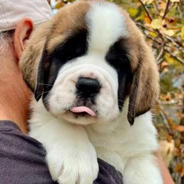 Aqua collar - Orange and white female Saint Bernard puppy in Double Springs, Alabama from St Bernard Kingdom, LLC