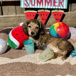Dachshund Puppies from M.H.P Dachshunds