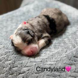 Candyland - Blue merle female Bernedoodle puppy in El Campo, Texas from Little Fur Friends Bernedoodles