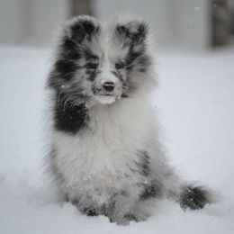 Shetland Sheepdog Puppies from Allison Gilbert
