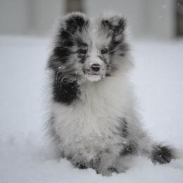 Shetland Sheepdog Puppies from Allison Gilbert