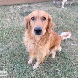 Darrling - Golden Retriever