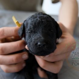 Cypress (girl) - yellow collar - Blue female Poodle puppy in Tullahoma, Tennessee from Peaceful Valley Poodles