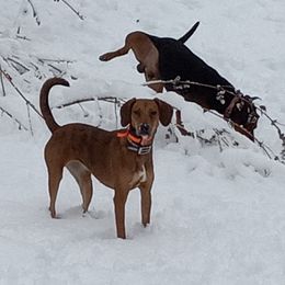Kiara - American Leopard Hound