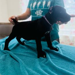 Canary - Black female Cane Corso puppy in Lubbock, Texas from Hub City Kennel