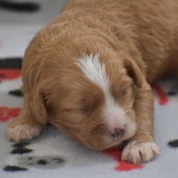 Cavapoo puppies from Country View Puppies ( License 18816)