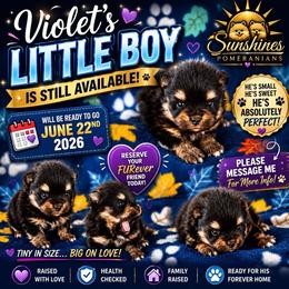 Black Tan Tri - Tri-colored male Pomeranian puppy in Harrah, Oklahoma from Sunshines Pomeranians & Cavapoos
