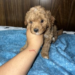 Cavapoo puppies from Teddy & Elly Litter