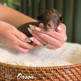 Orson - Chocolate male Goldendoodle puppy in Van Alstyne, Texas from Forest Haven Doodle Co.