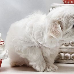 Maltese from Amore Maltese