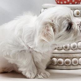 Maltese from Amore Maltese