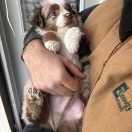 Miniature Australian Shepherd Puppies from Mid-Plains Mini Aussies