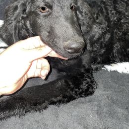 Banner - Goldendoodle puppy from Zeusthemoosedoodles