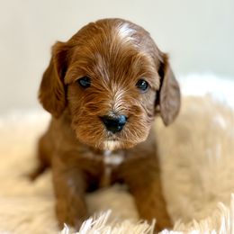 Hazel - Red female Cavapoo puppy in Malad City, Idaho from FreckledCowgirlPuppies