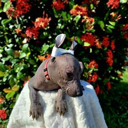 Girl 1 - Black female Xoloitzcuintli puppy in Myakka, Florida from Experience The Wild