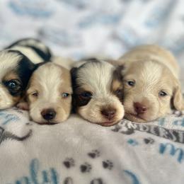 Dachshund and Golden Retriever Puppies from Wyo Dachshunds & Goldens