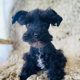 Solid black-tiny girl - Black female Miniature Schnauzer puppy in Malvern, Arkansas from Deep South Miniature Schnauzers