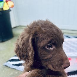 Goldendoodle Puppies from Sweetgrass Goldendoodles of Moncks Corner