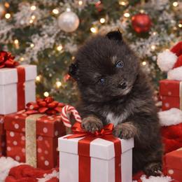 Bandit - Tri-color male Pomsky puppy in Coos Bay, Oregon from Ocean View Pomskies