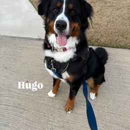 Bernese Mountain Dog All Grown Up from Timeless Cottage Homestead Bernese