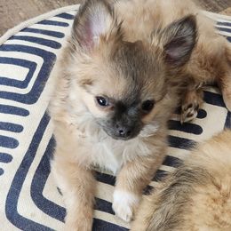 Geo - Blue fawn male Chihuahua puppy in Tremonten, Utah from Qu-Te's Chihuahuas