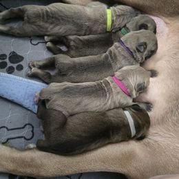 Cane Corso Puppies from Stone Cane Corso