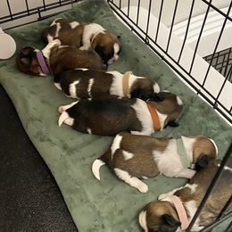 Shih Tzu Puppies from Willow Lane Shih Tzus