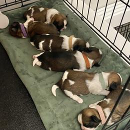 Shih Tzu Puppies from Willow Lane Shih Tzus