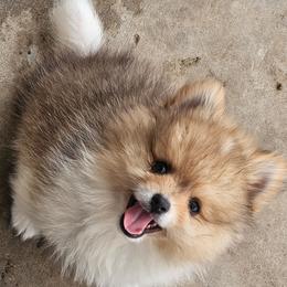 Sled - Chocolate merle male Pomeranian puppy in Laredo, Texas from SASH Poms
