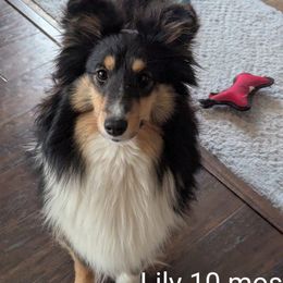 Shetland Sheepdog All Grown Up from Spring Valley shelties