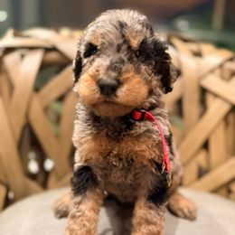 Rue (Imogene Herdman) - Phantom female Goldendoodle puppy in Houston, Texas from Were The Mack'Doodles