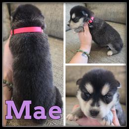 Mae - Black and white female Siberian Husky puppy in Merrill, Michigan from Haase Family Kennels