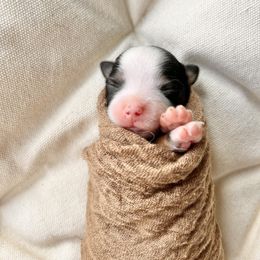 Pomeranian, Pomsky, and Toy Australian Shepherd Puppies from Blessed Little Paws