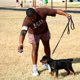 Rottweiler Puppies from Inexorable Haus Early Rotts