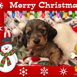 Jolly - Cream male Dachshund puppy in Stoutland, Missouri from Farmhouse Dachshunds