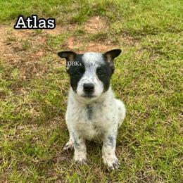 Atlas - Blue mottled male Australian Cattle Dog puppy in Keeling, Virginia from Diamond B Kennels / DBK’s
