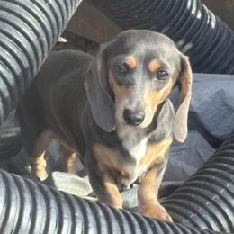 Bleu - Black and tan female Dachshund puppy in Gilbertsville, Kentucky from DeLaunes Dachshunds
