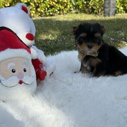 Toby - Black and gold male Yorkshire Terrier puppy in Naples, Florida from 🤎 Dreaming Puppies 🐶
