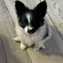Papillon Puppies from Heavenly-papillons