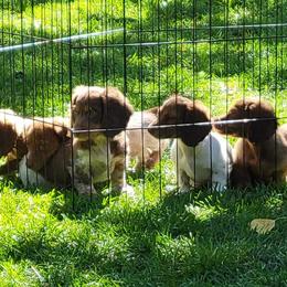 Dachshund Puppies from Shaffers low riding weiners