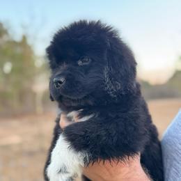 Pink girl - Black female Newfoundland puppy in Tallahassee, Florida from Noble Newfoundlands