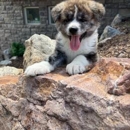 Boy 2 - Brindle male Japanese Akitainu puppy in Payson, Utah from Havoc Akitas
