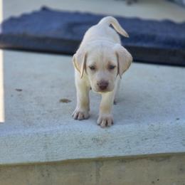Ivy - Champagne female Dilute Retriever puppy in New Providence, Pennsylvania from Southernend Silvers