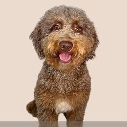 Isla - Goldendoodle