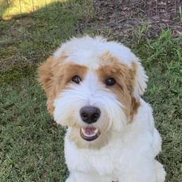 Fraser - Australian Labradoodle