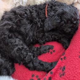 Terri - Silver female Poodle puppy in Killingly, Connecticut from Isfahel Kennels