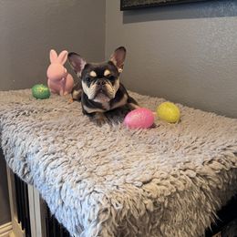Lil Cici ( red collar) - Tricolors French Bulldog puppy in Fort Worth, Texas from North Side Frenchies Texas