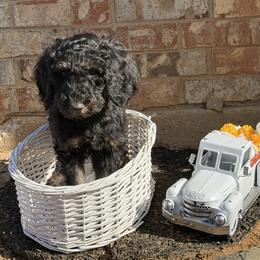 Dunkin - Black male Goldendoodle puppy in Arlington, Texas from Chambers Doodle Patch