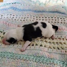 Melchior - Black and white male Sheepadoodle puppy in Bellevue, Iowa from Vivere Farm LLC