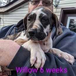 Great Dane Puppies from F&B Kennels